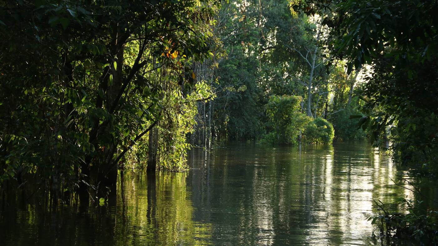 Amazonia 01